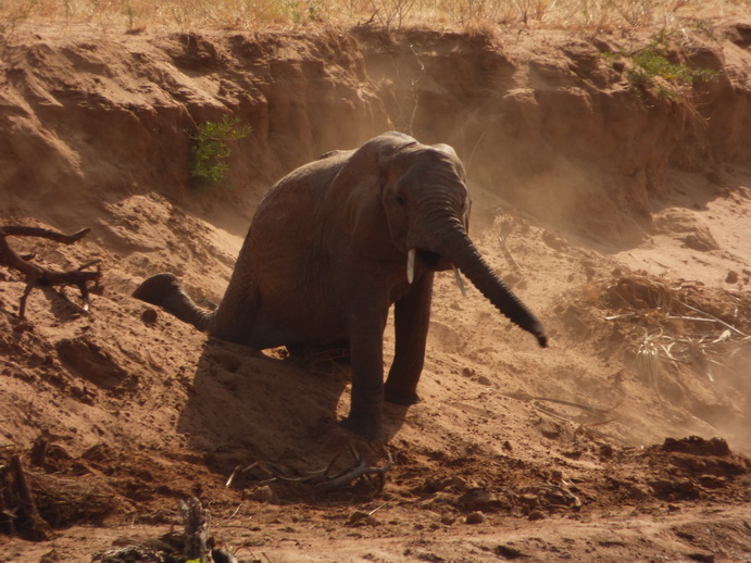 Samburu Nationalpark Samburu Nationalpark Tembo sliding