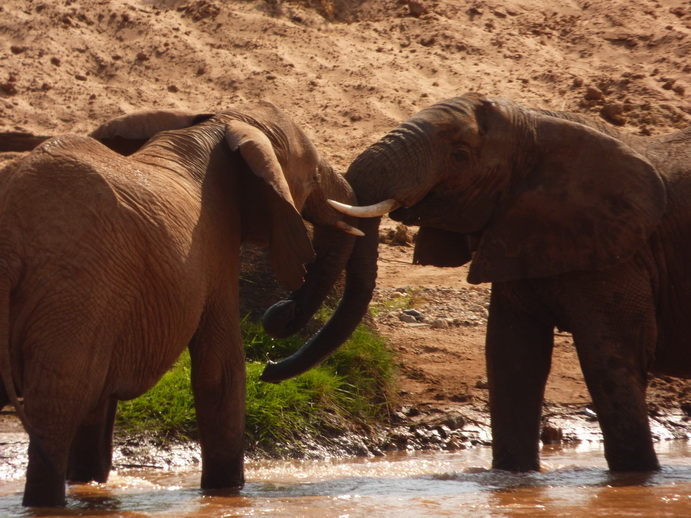 Samburu Nationalpark Samburu Nationalpark Tembo sliding