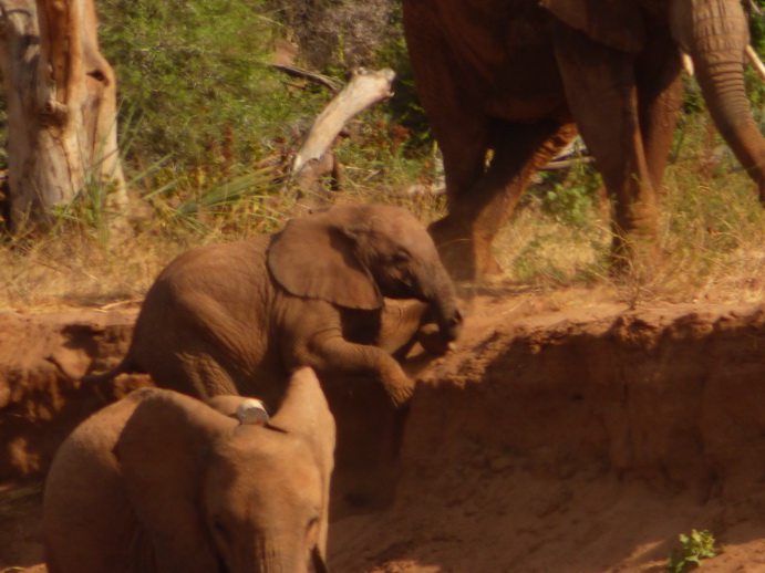 Samburu Nationalpark  Tembo joking