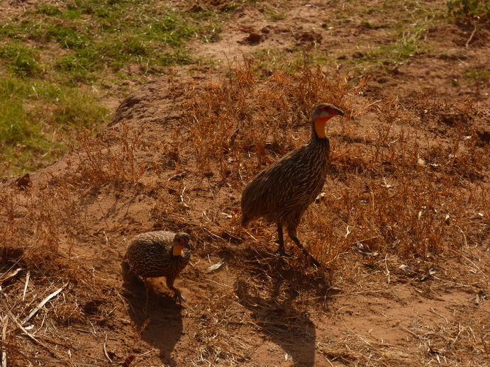 Samburu Nationalpark frankolin