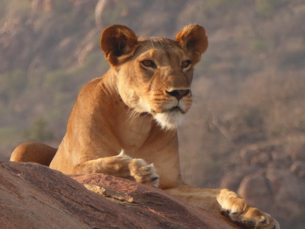Samburu Nationalpark Samburu Nationalpark Simba Lioness