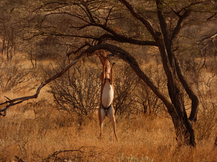 Gerenuk