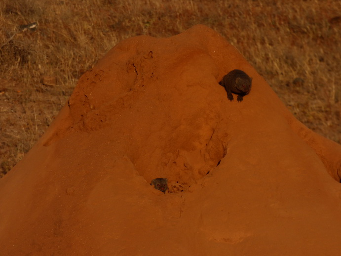  Samburu Nationalpark Manguste MongooseSamburu Nationalpark Samburu Nationalpark Manguste Mongoose