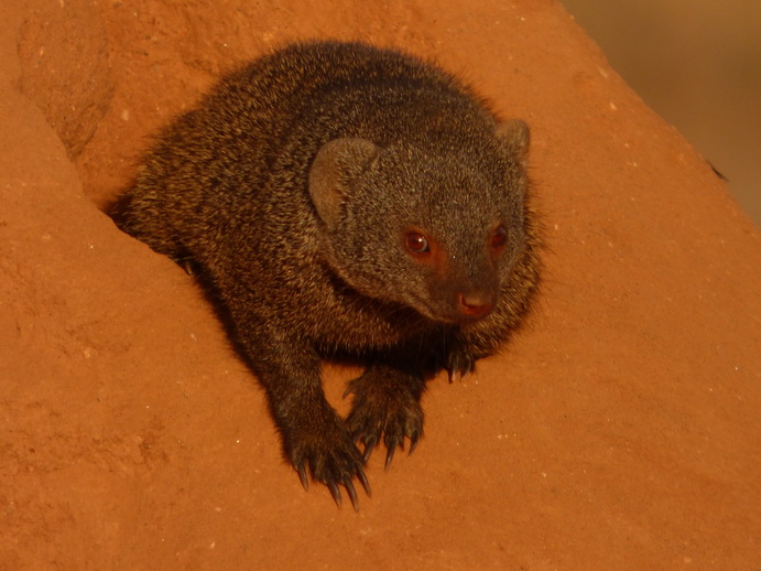   Samburu Nationalpark Manguste MongooseSamburu Nationalpark Samburu Nationalpark Manguste Mongoose