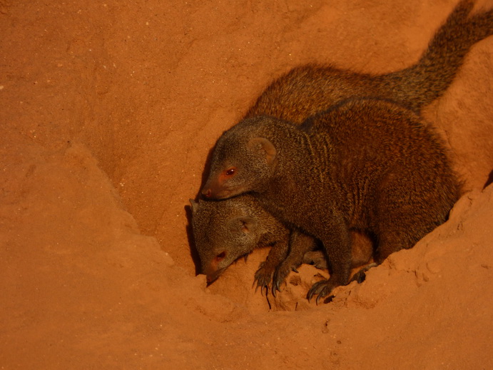   Samburu Nationalpark Manguste MongooseSamburu Nationalpark Samburu Nationalpark Manguste Mongoose