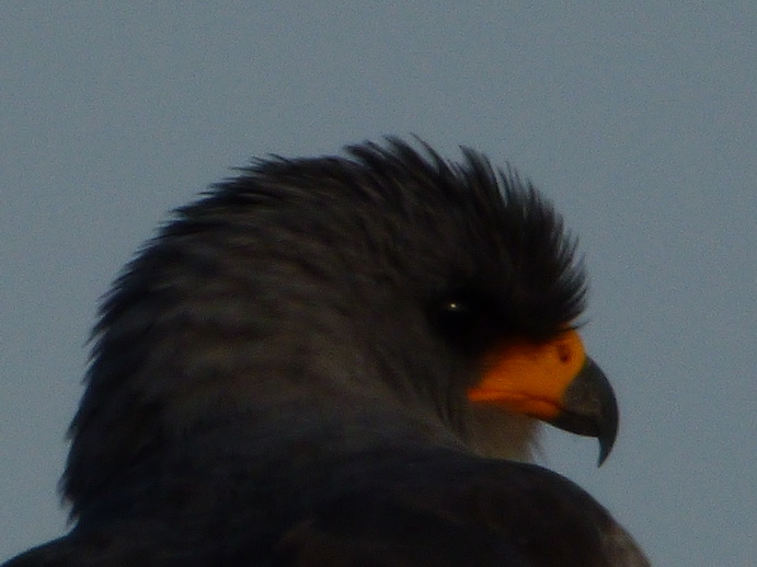 Samburu Nationalpark Bateleur