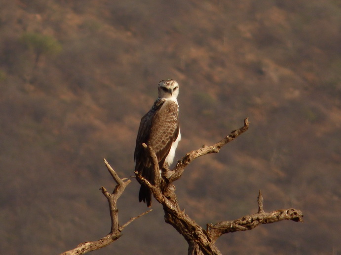 Samburu Nationalpark Bateleur