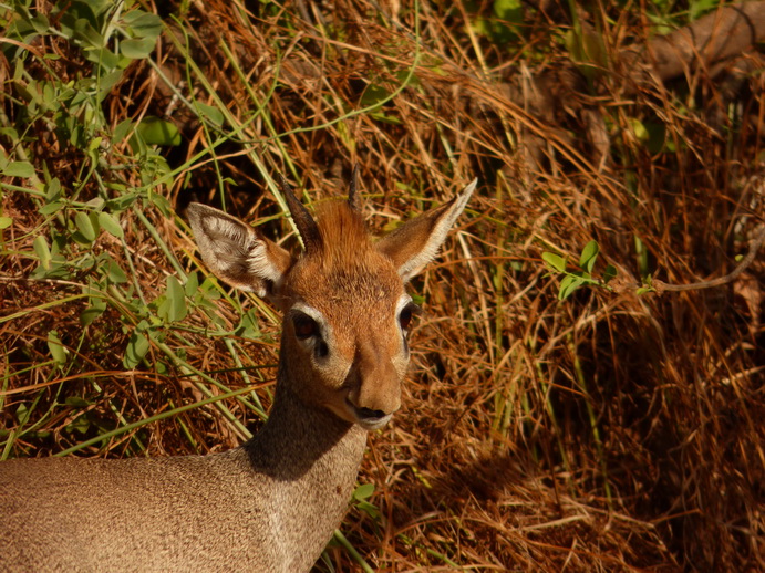 Samburu Nationalpark DIKDIK