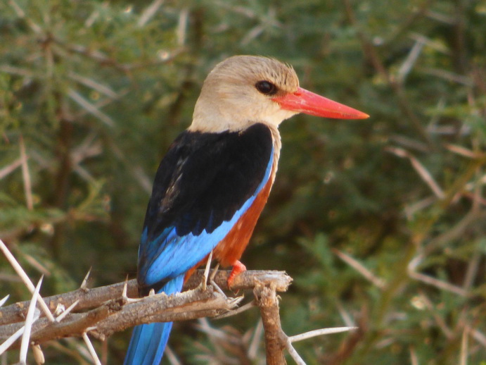   Samburu Nationalpark Braun liest KingfisherSamburu Nationalpark Samburu Nationalpark Braun liest Kingfisher