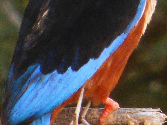   Samburu Nationalpark Braun liest KingfisherSamburu Nationalpark Samburu Nationalpark Braun liest Kingfisher