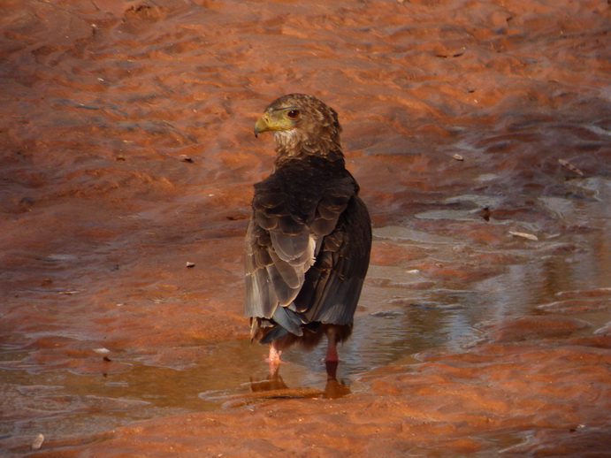 Samburu Nationalpark bateleur