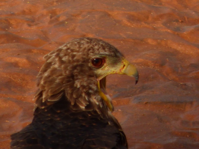 Samburu Nationalpark bateleur