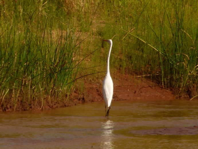 Samburu Nationalpark giant heron