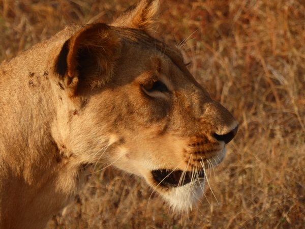 Samburu Nationalpark Simba starting to hunt