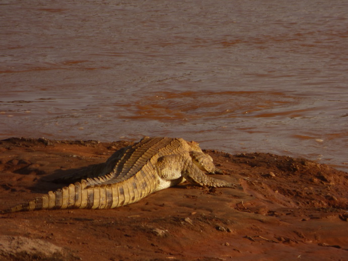 Samburu Nationalpark croc mamba