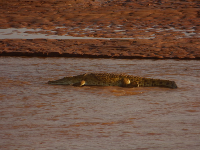 Samburu Nationalpark croc mamba