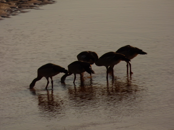 egyptian goose