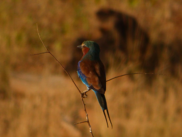 birds Samburu Nationalpark lilac breasted Roller 