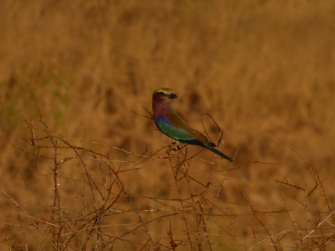 Samburu Nationalpark lilac breasted Roller 