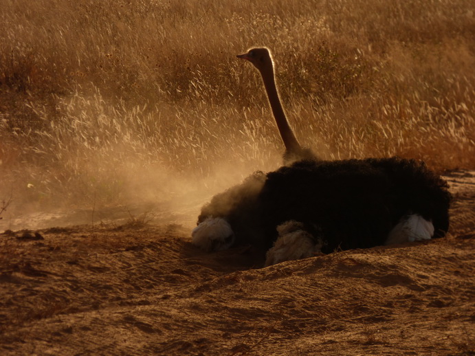 Samburu Nationalpark somali ostrich dust bathing