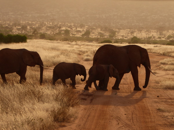 Samburu Nationalpark tembo Crossing