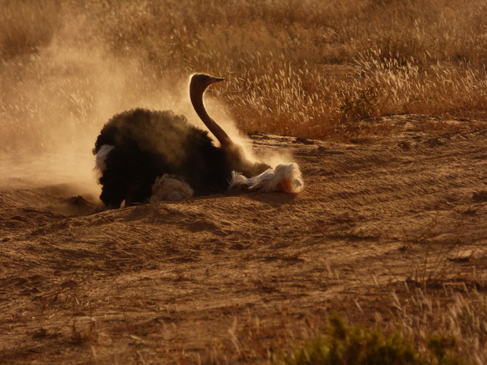 Samburu Nationalpark somali ostrich dust bathing