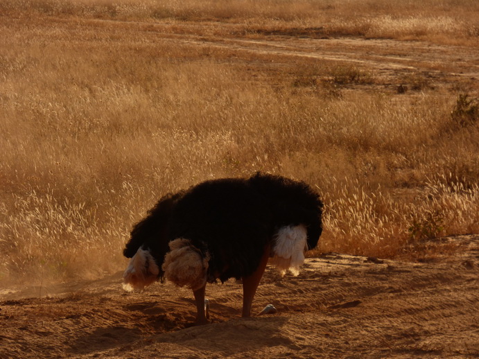 Samburu Nationalpark somali ostrich dust bathing