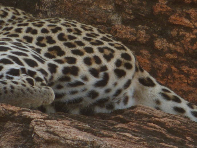 Samburu Nationalpark Chui Leopard Lepard