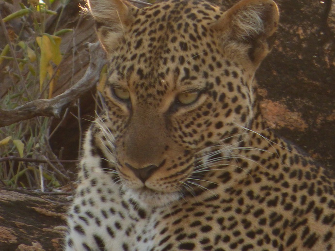 Samburu Nationalpark Chui Leopard Lepard