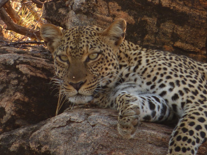 Samburu Nationalpark Chui Leopard Lepard