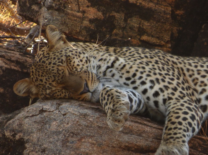 Samburu Nationalpark Chui Leopard Lepard