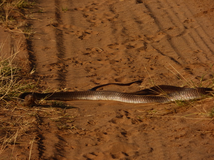   Samburu NationalparkSamburu Nationalpark black mamba snake very poisenessSamburu Nationalpark black mamba snake very poiseness