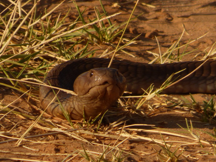   Samburu NationalparkSamburu Nationalpark black mamba snake very poisenessSamburu Nationalpark black mamba snake very poiseness