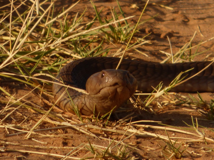   Samburu NationalparkSamburu Nationalpark black mamba snake very poisenessSamburu Nationalpark black mamba snake very poiseness