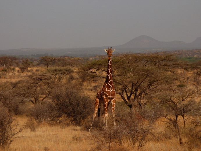   Samburu Nationalpark zebraSamburu Nationalpark twigga