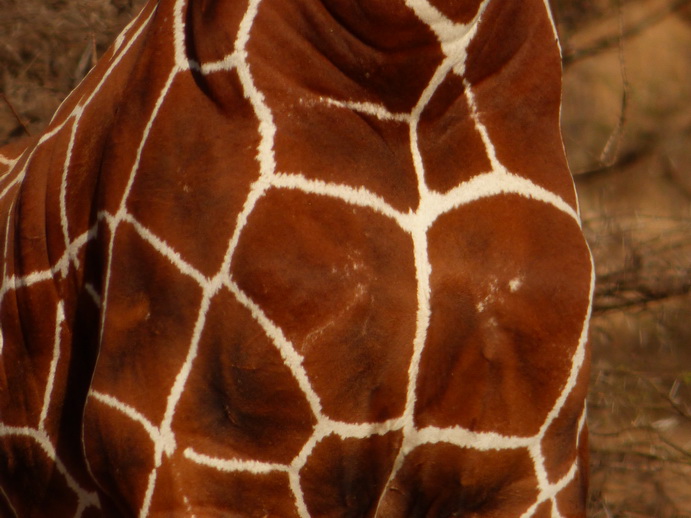 Samburu Nationalpark twigga