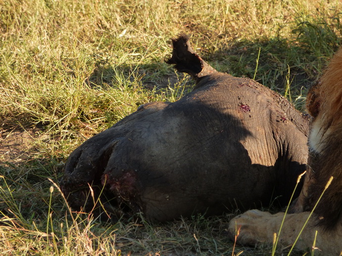 Sweetwaters  Kenia  National Park Hotel Sweetwaters Serena Camp, Mount Kenya National Park simbaSweetwaters  Kenia  National Park Hotel Sweetwaters Serena Camp, Mount Kenya National Park simba eating poached Rhino  