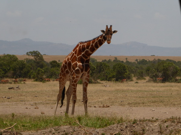   Sweetwaters  Kenia  National Park Hotel Sweetwaters Serena Camp, Mount Kenya National Park waterhole Sweetwaters  Kenia  National Park Hotel Sweetwaters Serena Camp, Mount Kenya National Park waterhole  