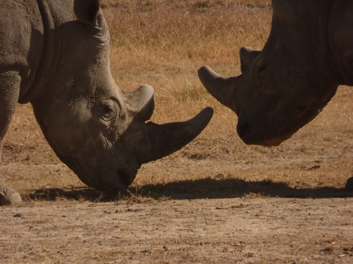 Sweetwaters National Park Hotel Sweetwaters Serena Camp, Mount Kenya National Park rhino black rhino