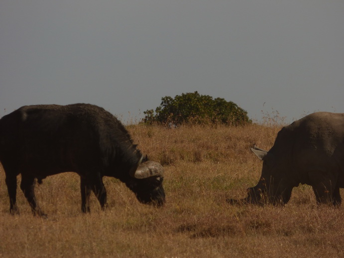 Sweetwaters  Kenia  National Park Hotel Sweetwaters Serena Camp, Mount Kenya National Park:nyati -Kifaru