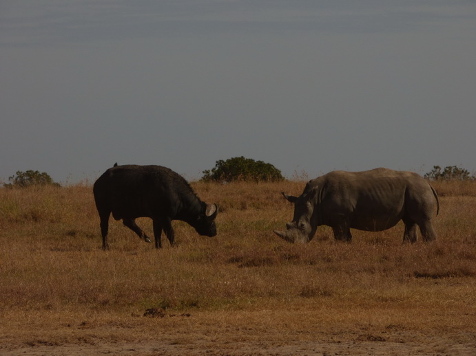 Sweetwaters  Kenia  National Park Hotel Sweetwaters Serena Camp, Mount Kenya National Park:nyati -Kifaru