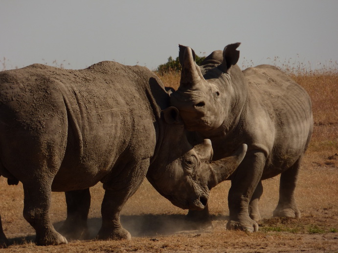 Sweetwaters National Park Hotel Sweetwaters Serena Camp, Mount Kenya National Park rhino black rhino