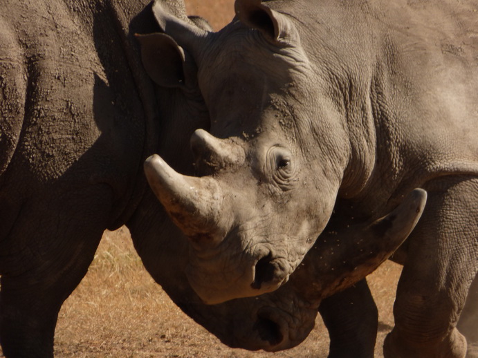 Sweetwaters National Park Hotel Sweetwaters Serena Camp, Mount Kenya National Park rhino black rhino