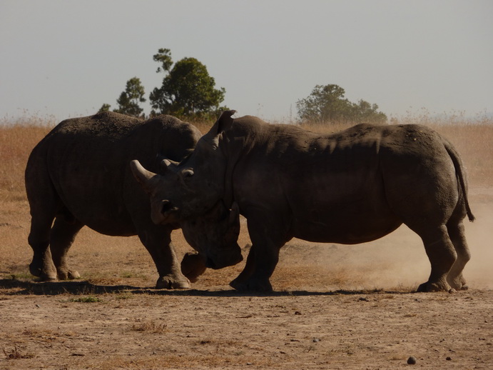 Sweetwaters National Park Hotel Sweetwaters Serena Camp, Mount Kenya National Park rhino black rhino