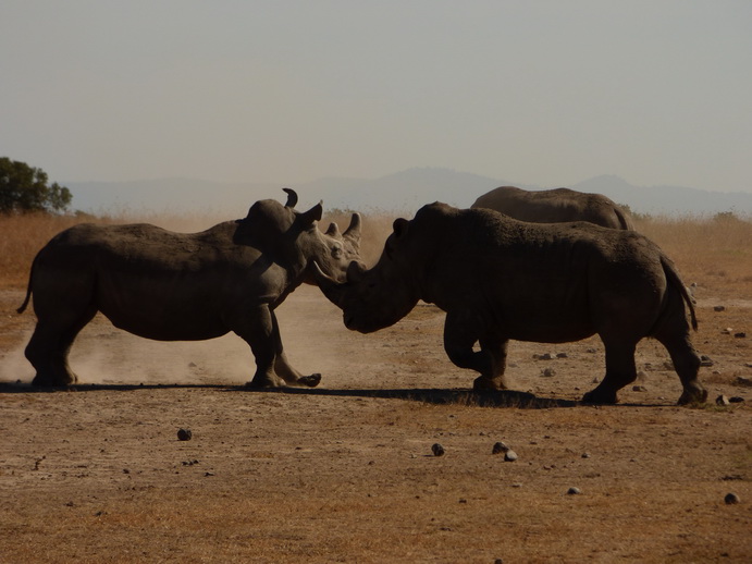 Sweetwaters National Park Hotel Sweetwaters Serena Camp, Mount Kenya National Park rhino black rhino
