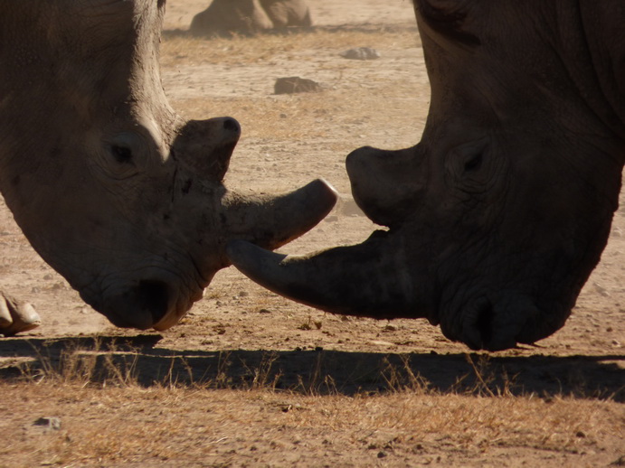 Sweetwaters National Park Hotel Sweetwaters Serena Camp, Mount Kenya National Park rhino black rhino