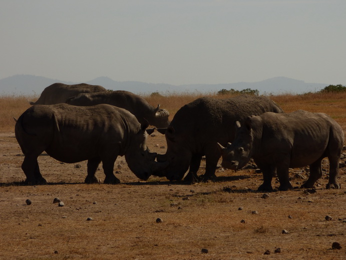 Sweetwaters National Park Hotel Sweetwaters Serena Camp, Mount Kenya National Park rhino black rhino