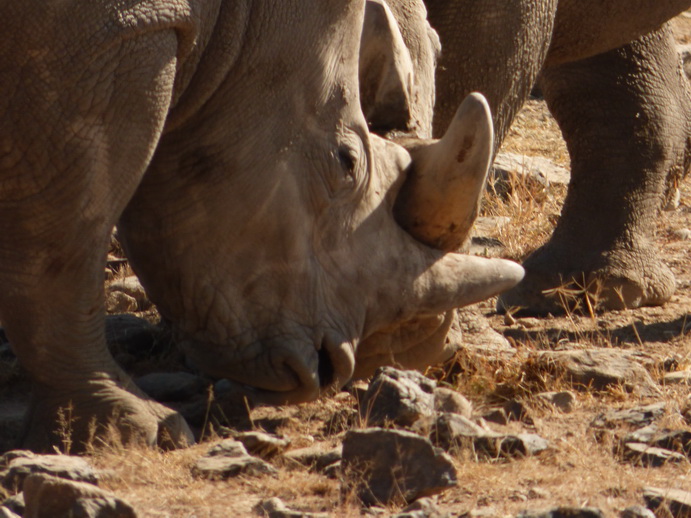 Sweetwaters National Park Hotel Sweetwaters Serena Camp, Mount Kenya National Park rhino black rhino