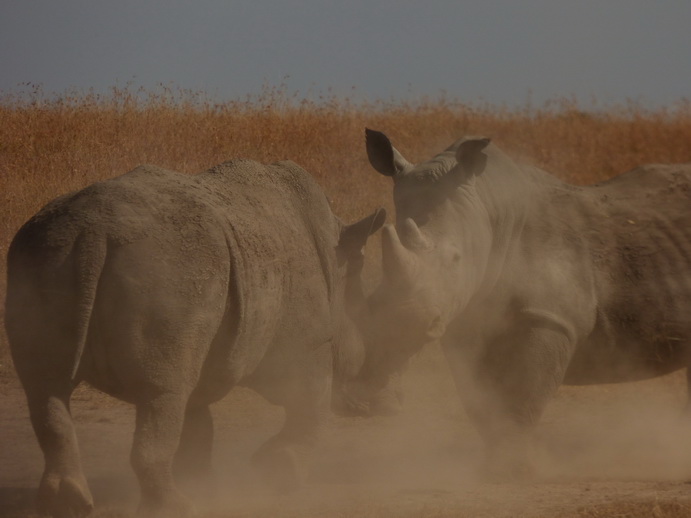 Sweetwaters National Park Hotel Sweetwaters Serena Camp, Mount Kenya National Park rhino black rhino