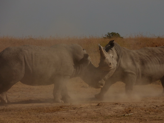 Sweetwaters National Park Hotel Sweetwaters Serena Camp, Mount Kenya National Park rhino black rhino